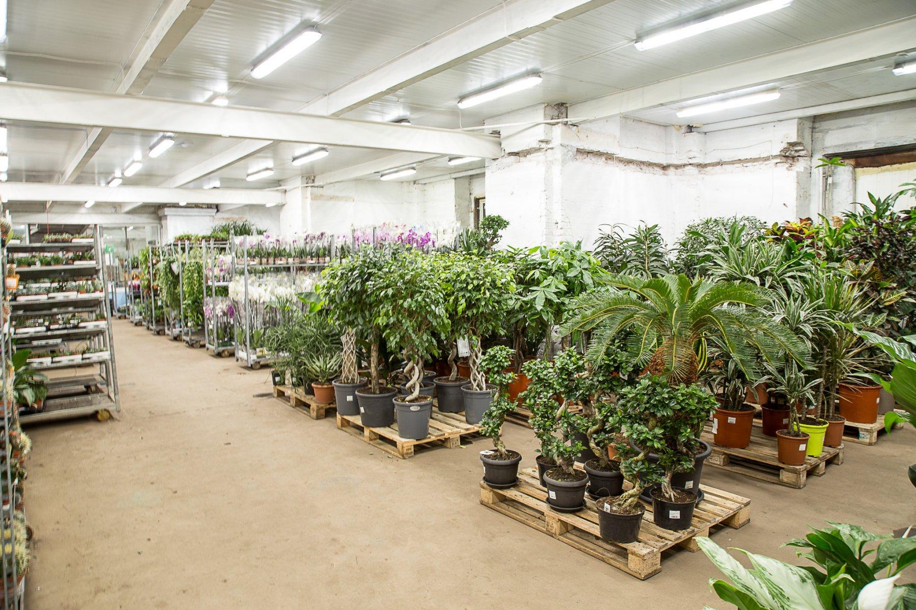 Где Купить Комнатные Растения В Спб