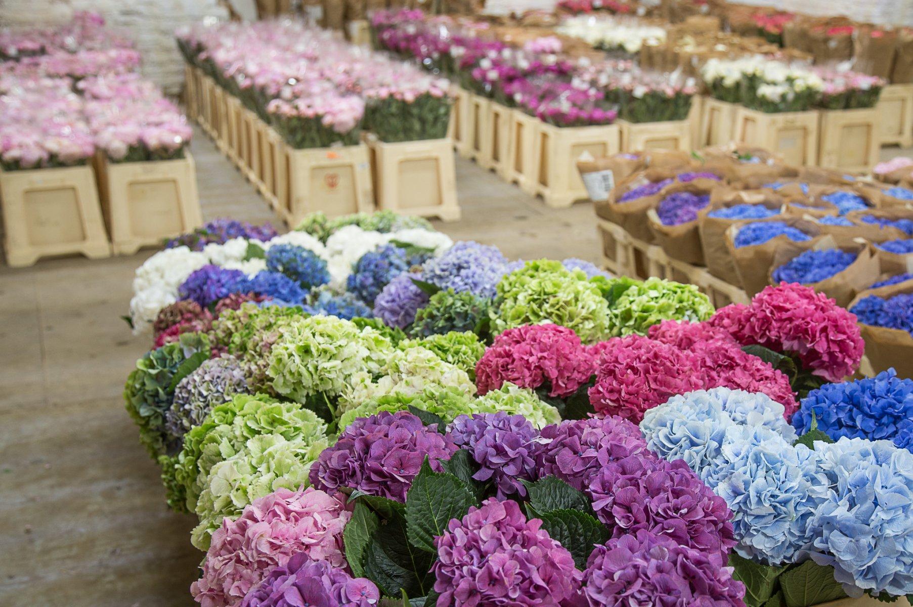 Поставщики цветов оптом из голландии без посредников цены Поставщики цветов оптом из голландии без посредников цены