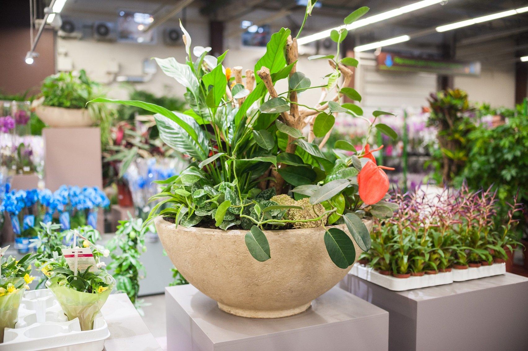 7 цветов москва 7 цветов москва