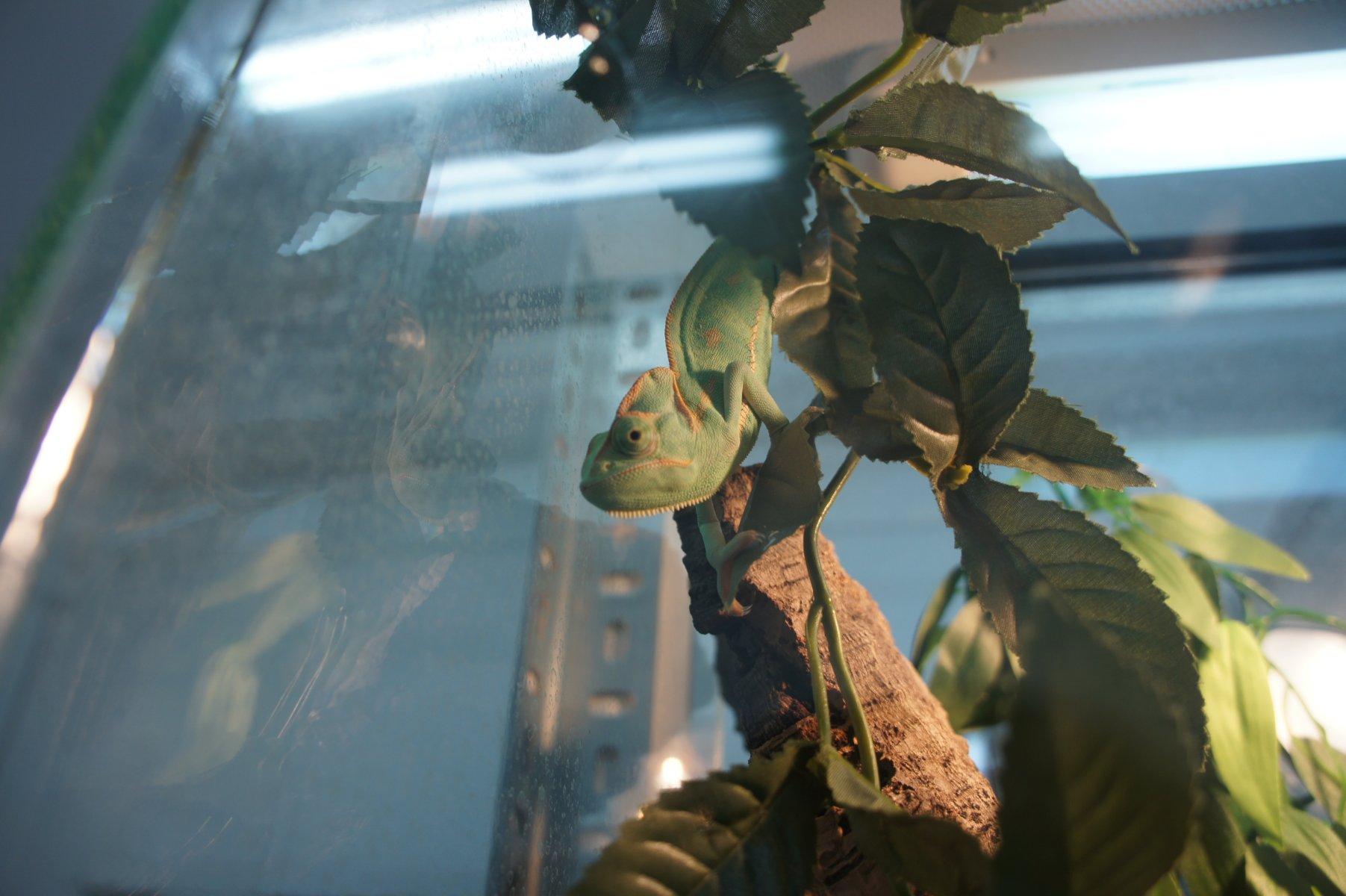 Планета Экзотики - Соколиная гора - 21 visitors