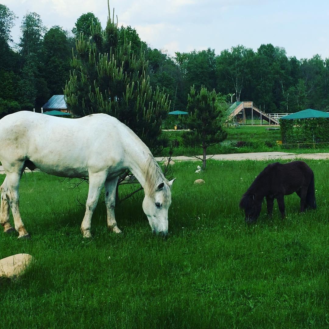 Костин двор фото Костин двор фото